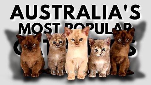 Feline Frenzy: The Most Popular Cat Breeds in Australia in 2023