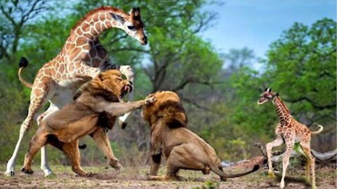 THE GIRAFFE IS IN ACTION! GIRAFFE vs LION! That's what a Giraffe is capable of