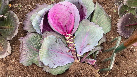 Saving Biannual Cabbage Seed Part 1