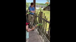 Giraffe feeding at the Turtle Back Zoo