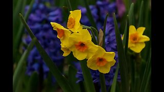 Spring Flowers with Nature Sounds for Relaxation, Sleep and Stress Relief