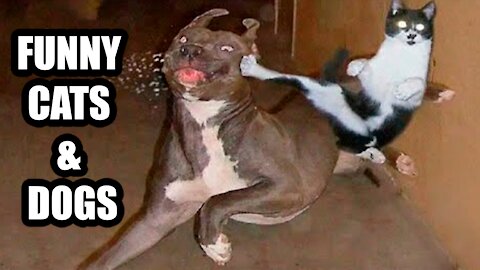 Cute Cats And Dogs Compilation 2021 | 🤣🤣01 cat 2021 fails tik tok fpv