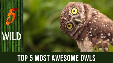 Top 5 Owls Who Are The King Of Hide And Seek | 5 WILD