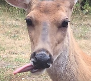 Gran talks to wild deer