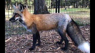 What It's Like To Have A Pet Fox!