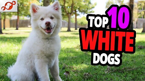 🐕❤️️White Dogs - TOP 10 White Dog Breeds!