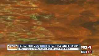 Experts say algae bloom spotted in Caloosahatchee not harmful to humans