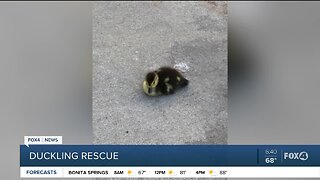Duckling rescue in Collier County