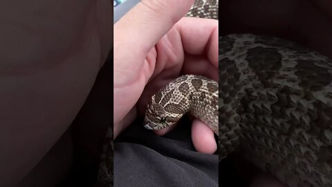 Cinder Outside Continued (A Western Hognose Snake Short) #westernhognose #cutesnake #pets