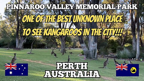 Exploring Perth Australia: BEST Place to See Kangaroos Pinnaroo Valley Memorial Park