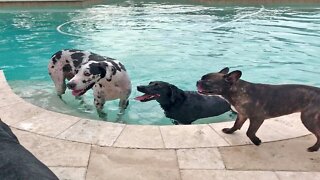 Doggy Best Friends Enjoy Epic Pool Party Together