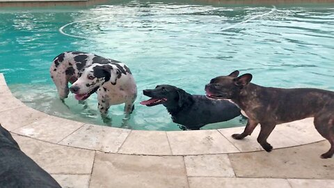 Doggy Best Friends Enjoy Epic Pool Party Together