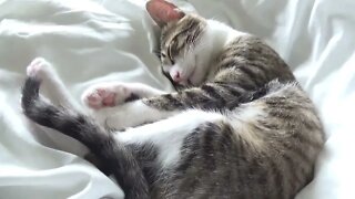 Cute Cat ASMR 4