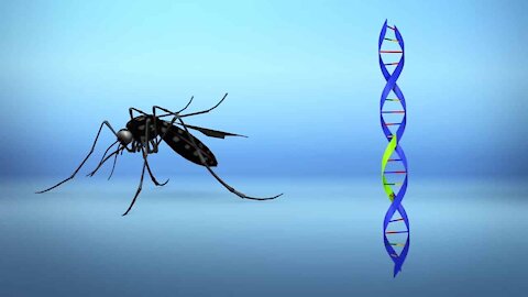 States Coercing The Young, UK Test Subjects Wanted And Outrage Over GMO Mosquitos
