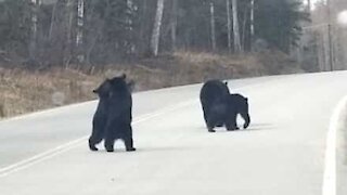 Orsi giocano in mezzo alla strada in Alaska