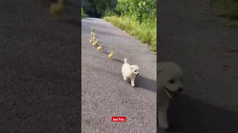 Just a happy puppy 🐶 #cute #funnyanimals #tiktok #funnyvideos #viral #dog