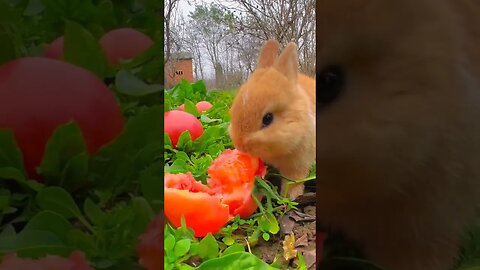 Little rabbit / cute animals #Nashvi #rabbit #cuteanimals