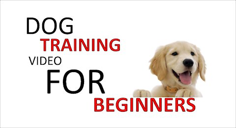 Dog Training Videos for Beginners