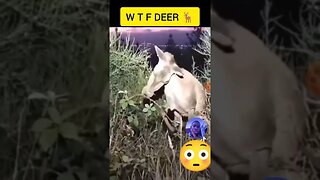 What wrong with this deer