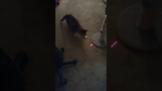 cat chasing laser pointer