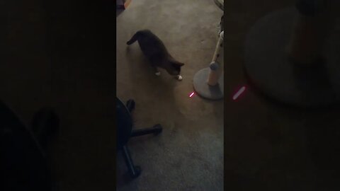 cat chasing laser pointer