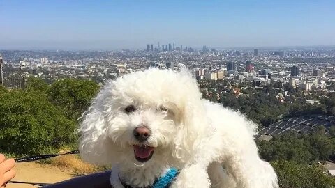 QUINCY'S GOES TO THE HOLLYWOOD SIGN!