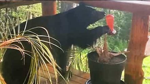 Urso invade varanda para verificar alimentador de pássaros