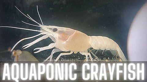 White Australian RedClaw crayfish in aquaponics (crayfish unboxing)