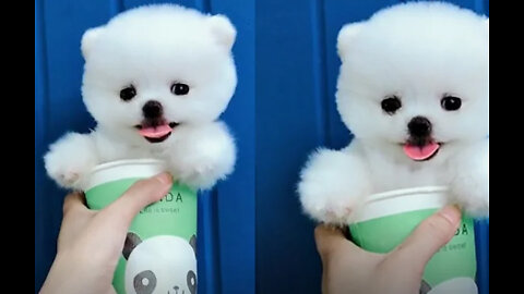 Tik Tok Puppies 🐶 Cute and Funny Dog Videos Compilation 2018