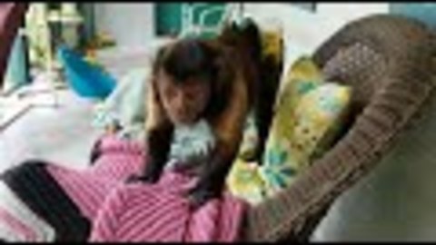 Davie the Capuchin monkey is scared of the bubble machine.