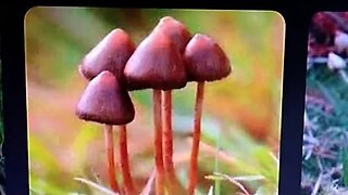 Mushroom 🍄 Hunting In Glasgow Scotland