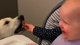 Baby Can't Stop Laughing While Hand Feeding Dog