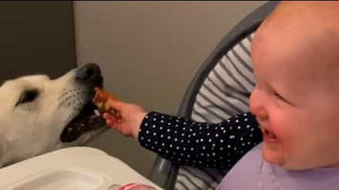 Baby Can't Stop Laughing While Hand Feeding Dog