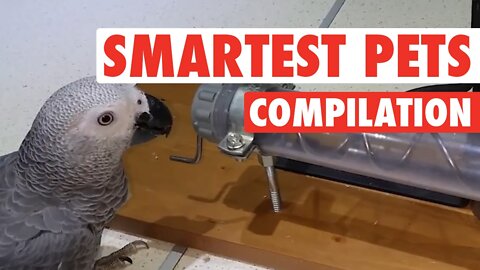 Smartest Pets Ever || Super Smart Pets Compilation