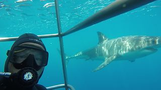 Epic Underwater Selfie With Great White Shark