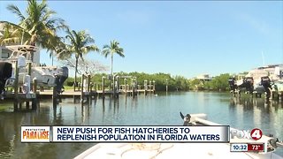Local fisherman plan to replenish redfish in Southwest Florida