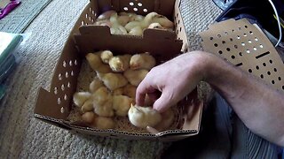 Picked Up 30 More Chickens For The Homestead