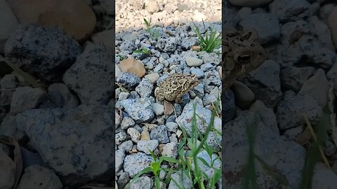 Mr Toad comes for a visit #homestead #toad #frog #bullfrogs #ribbit