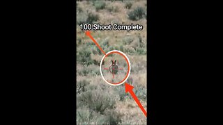Hunting Coyotes #shorts #dogs #animals #hunter #100
