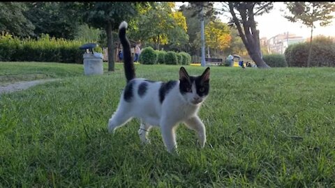 Hungry mother cat looking for food in the park