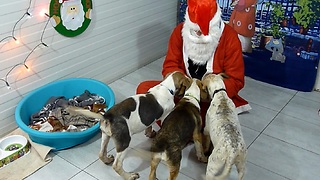 Homeless Rescued Dogs Surprised With A Very Special Party - Santa Paws Invited