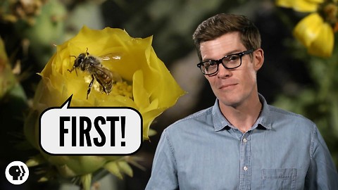 Which Came First - Flowers or Bees?