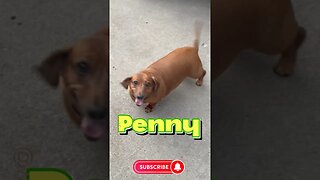 Cute Little Weenie Dog & Pit Bull Runs Inside Before a Storm. #dogs #dogreaction #dogshorts #viral