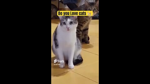 Funny animal video