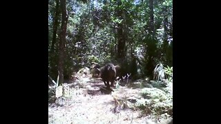 Florida Swamp Hogs