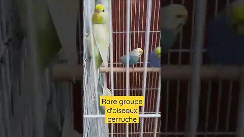 groupe d'oiseaux perruche