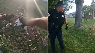 Baby deer rescued from chain-link fence