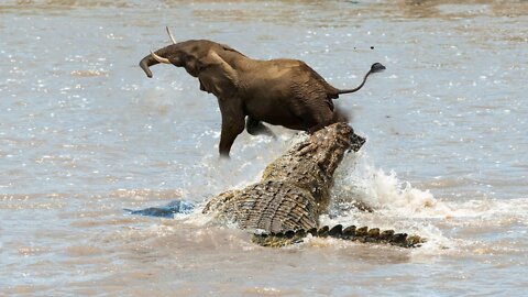 Crocodile Hunting Baby Elephant On The River - Reptile Animal Attacks