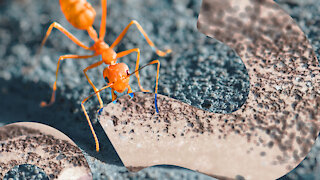 HowStuffWorks NOW: In Ant Colonies, the Lazy Ant Abides
