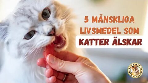 5 mänskliga livsmedel som katter älskar (roliga katter och #KattFakta)